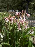 Milk and Wine Lily / Crinum x herbertii 